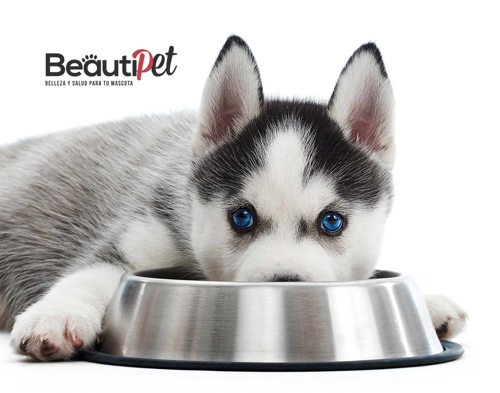 Dieta BARF y colágeno – El dúo ideal.