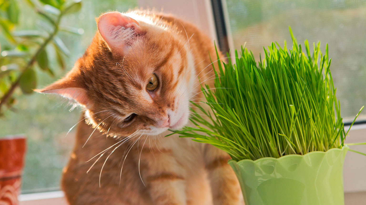 Plantas en casa ¿Cuáles son peligrosas para las mascotas?