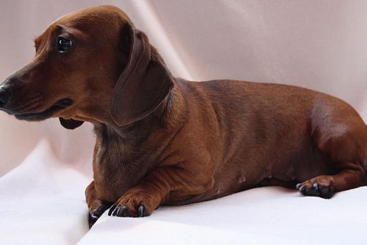 Problemas de columna en perros: el camino a la recuperación.