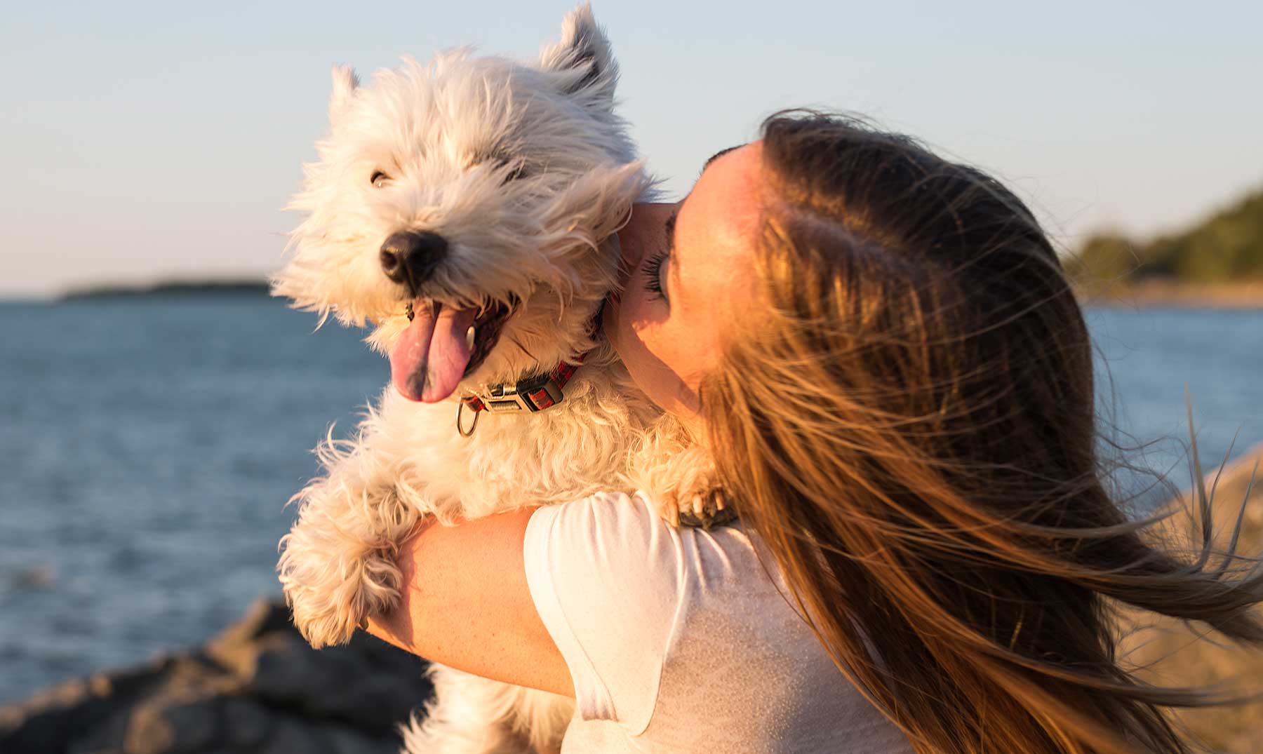 Cómo viajar con tu mascota: Consejos para tus próximas vacaciones