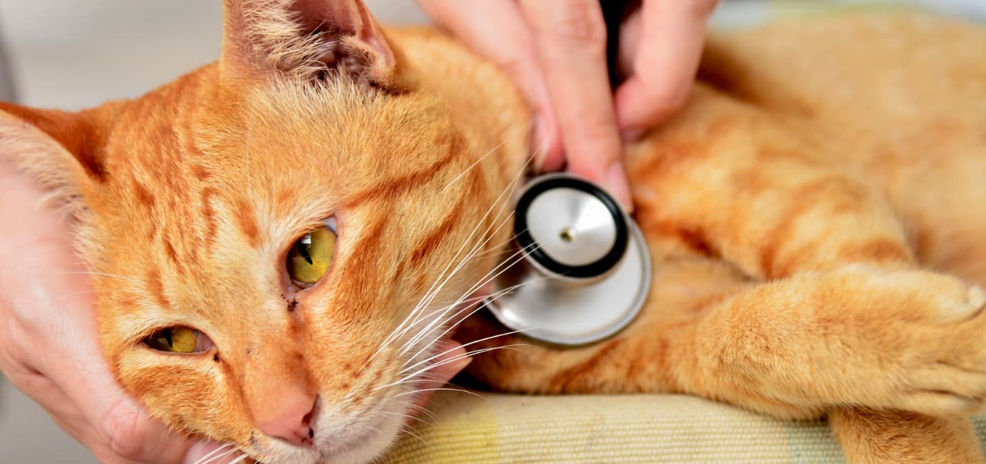 PIF en gatos: una enfermedad con alta tasa de mortalidad y difícil de detectar.