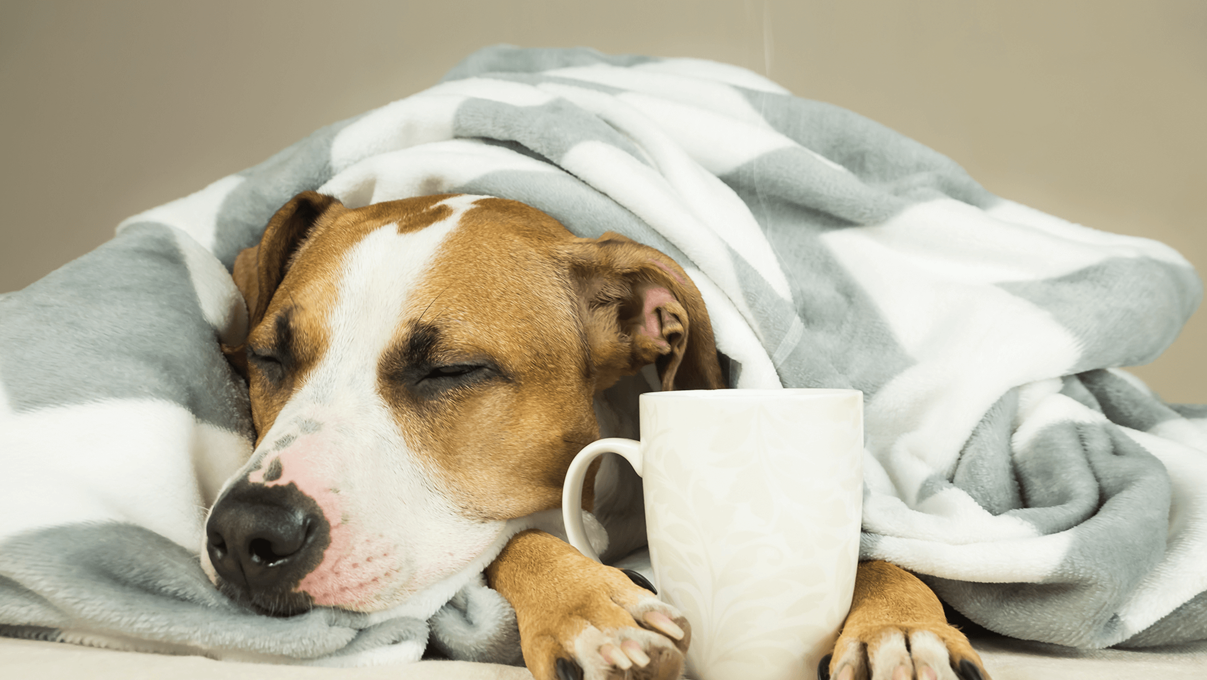 Tips para el cuidado de tus mascotas durante el invierno.